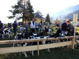 2019_ausstellung polling_034